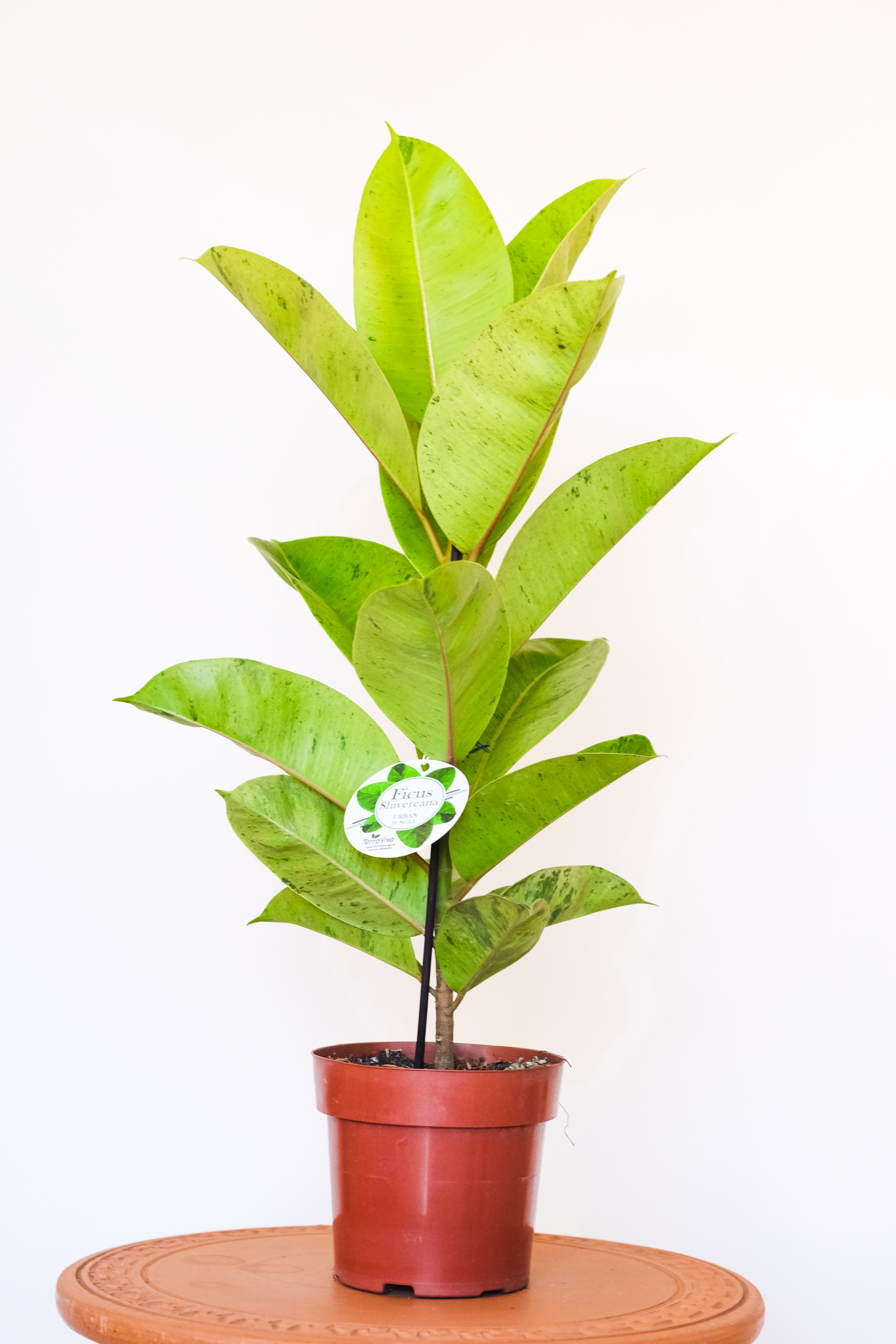 Ficus Shivereana