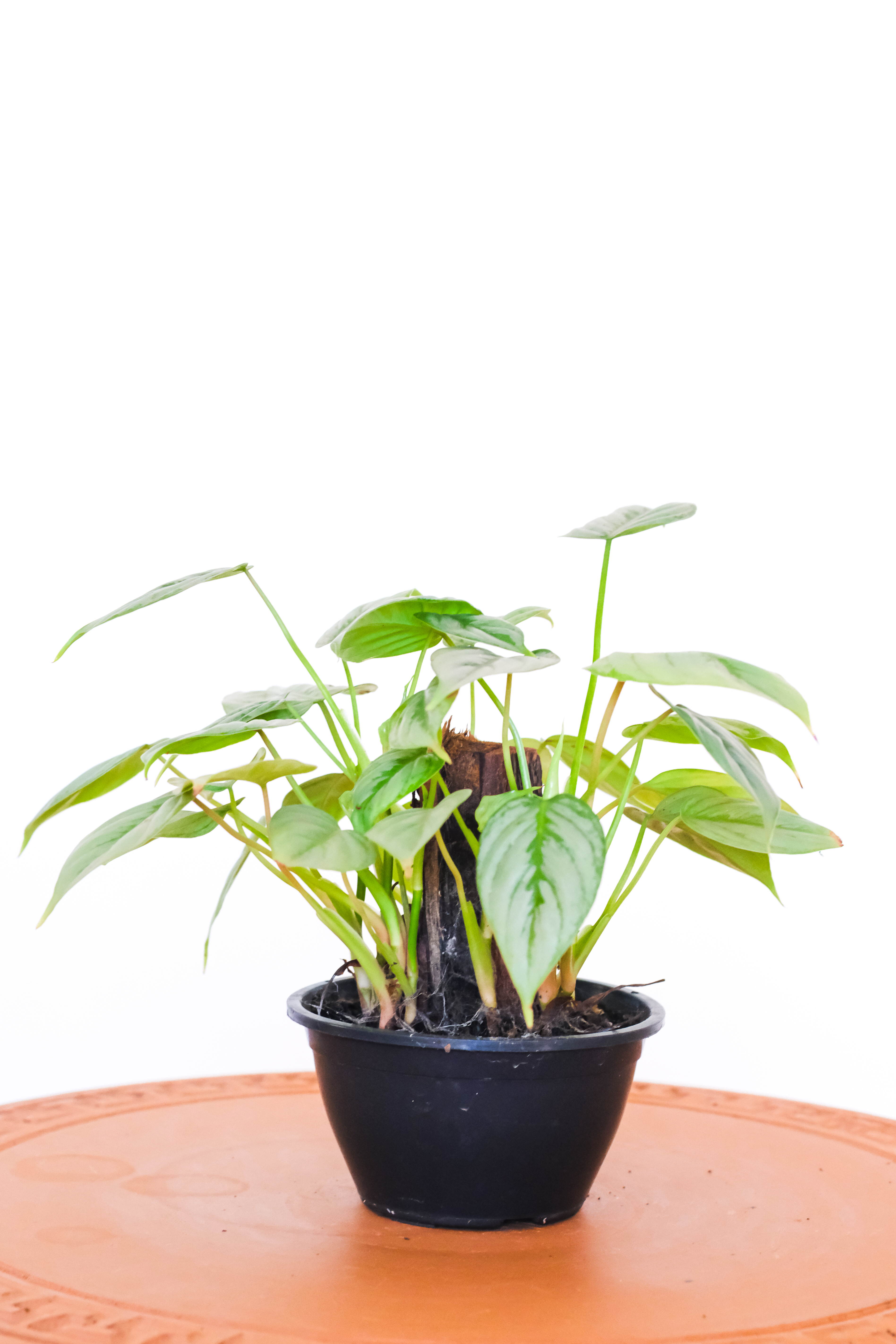 Philodendron Sodiroi Folha de Prata