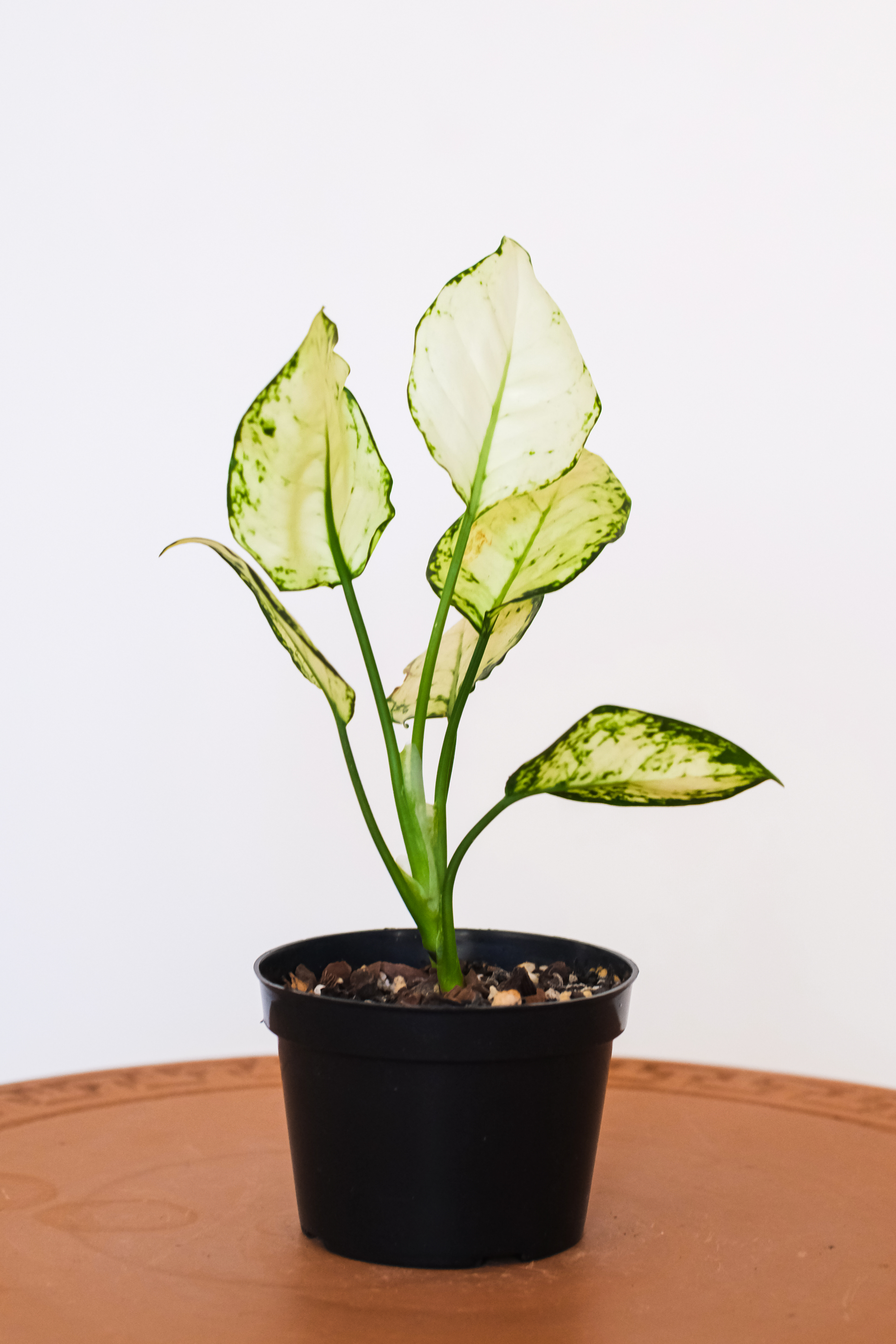 Aglaonema White Joy