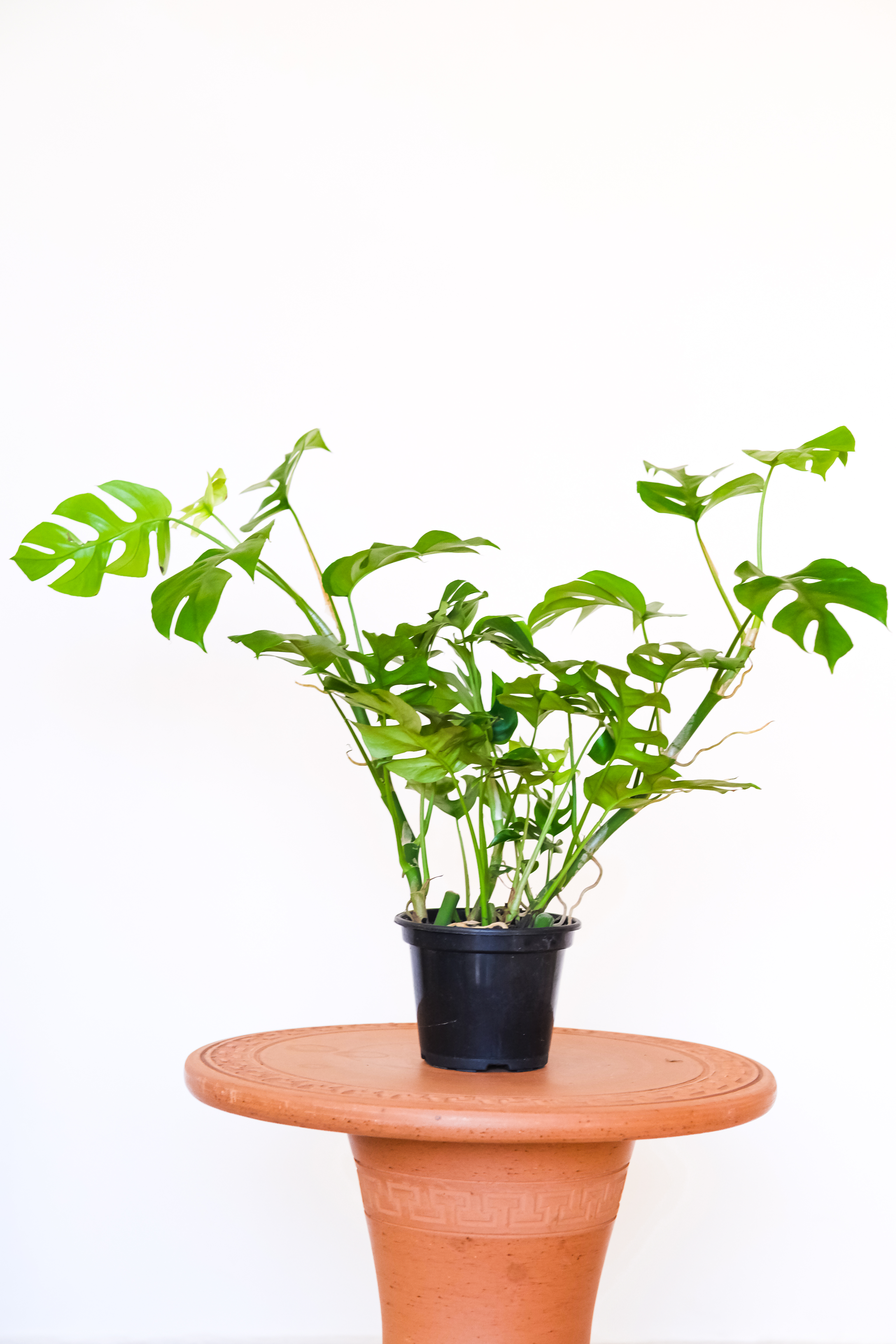 Costela de Adão Mini