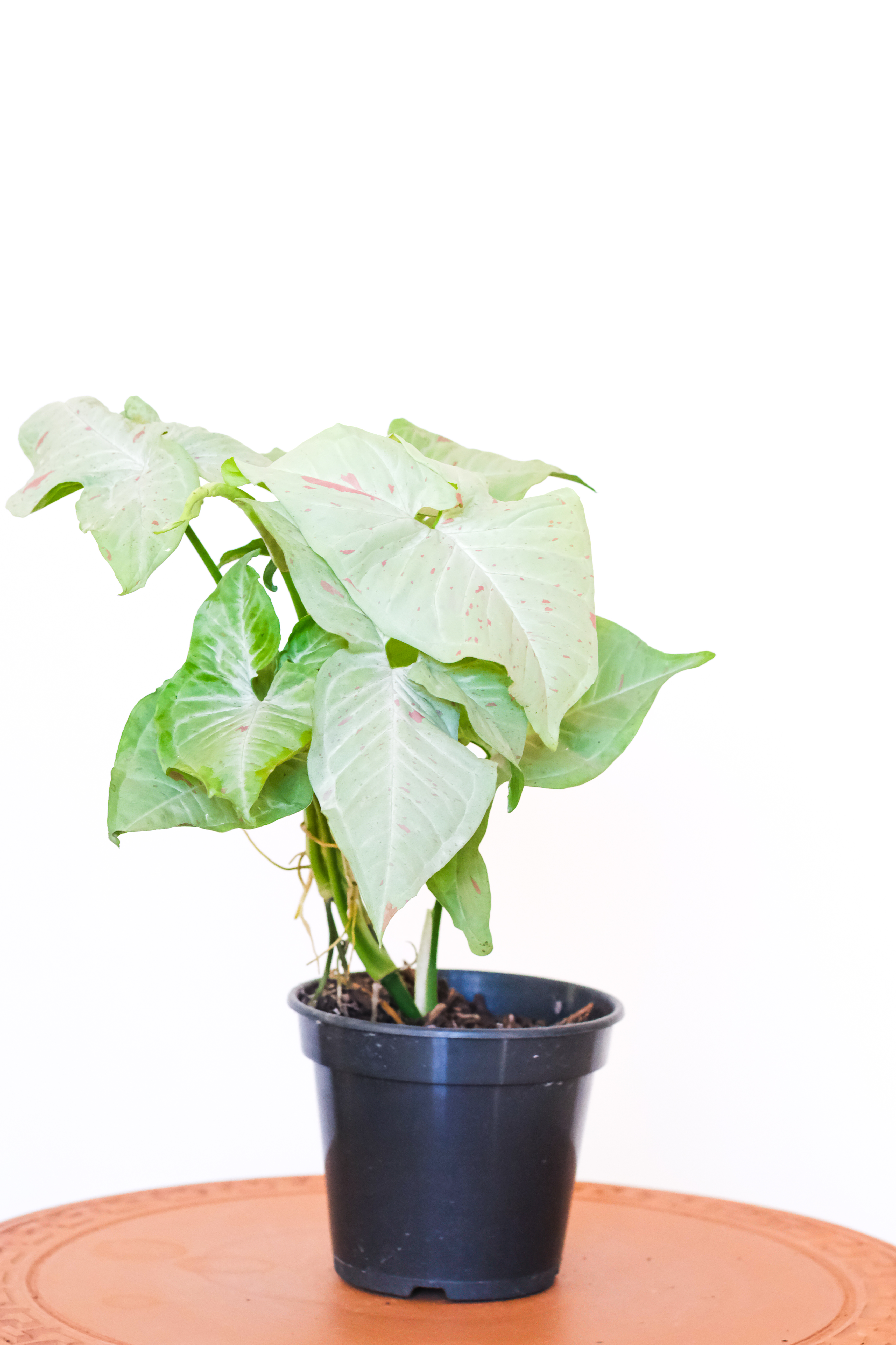 Syngonium Variegata Milk Confetti