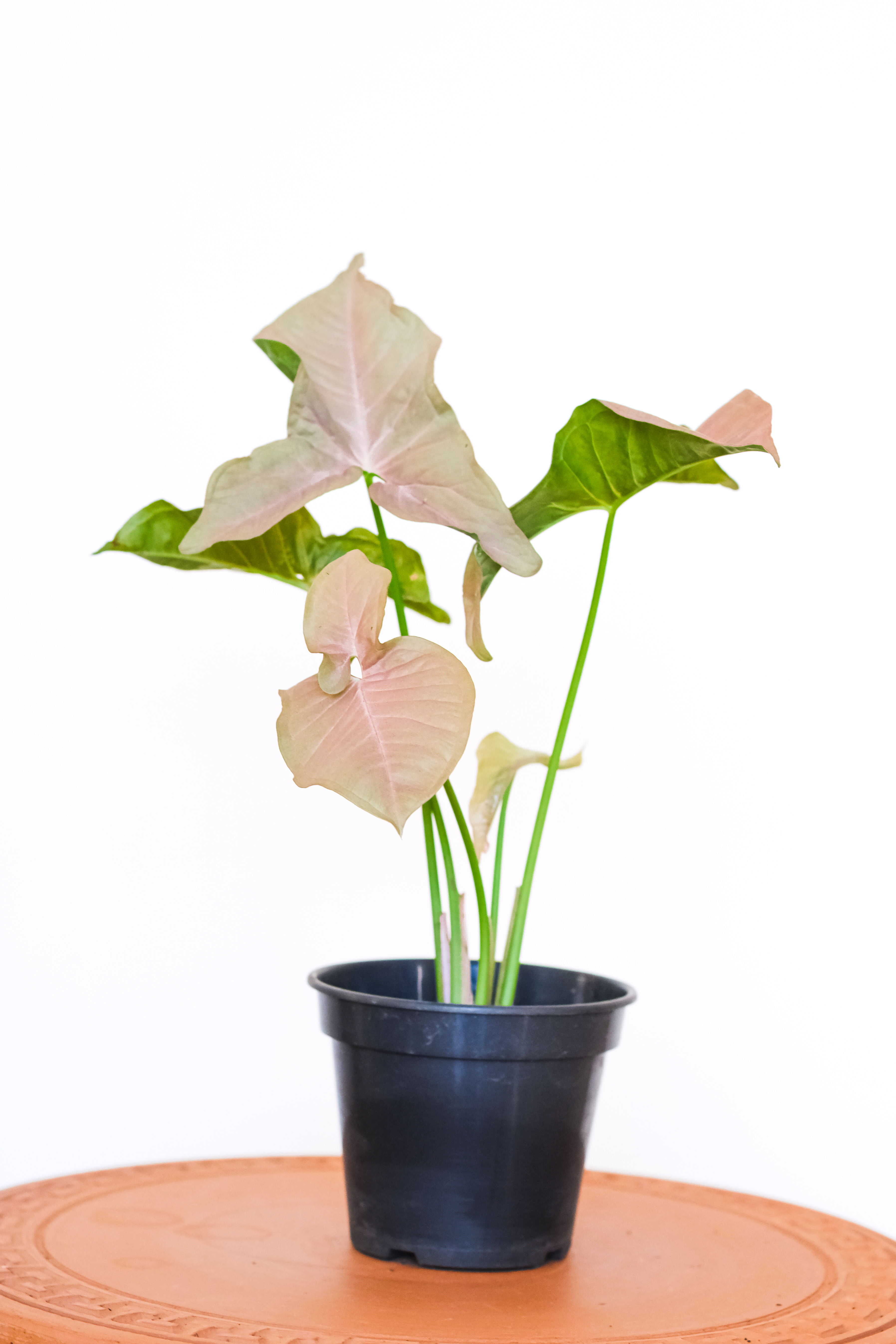 Syngonium Variegata Rosa