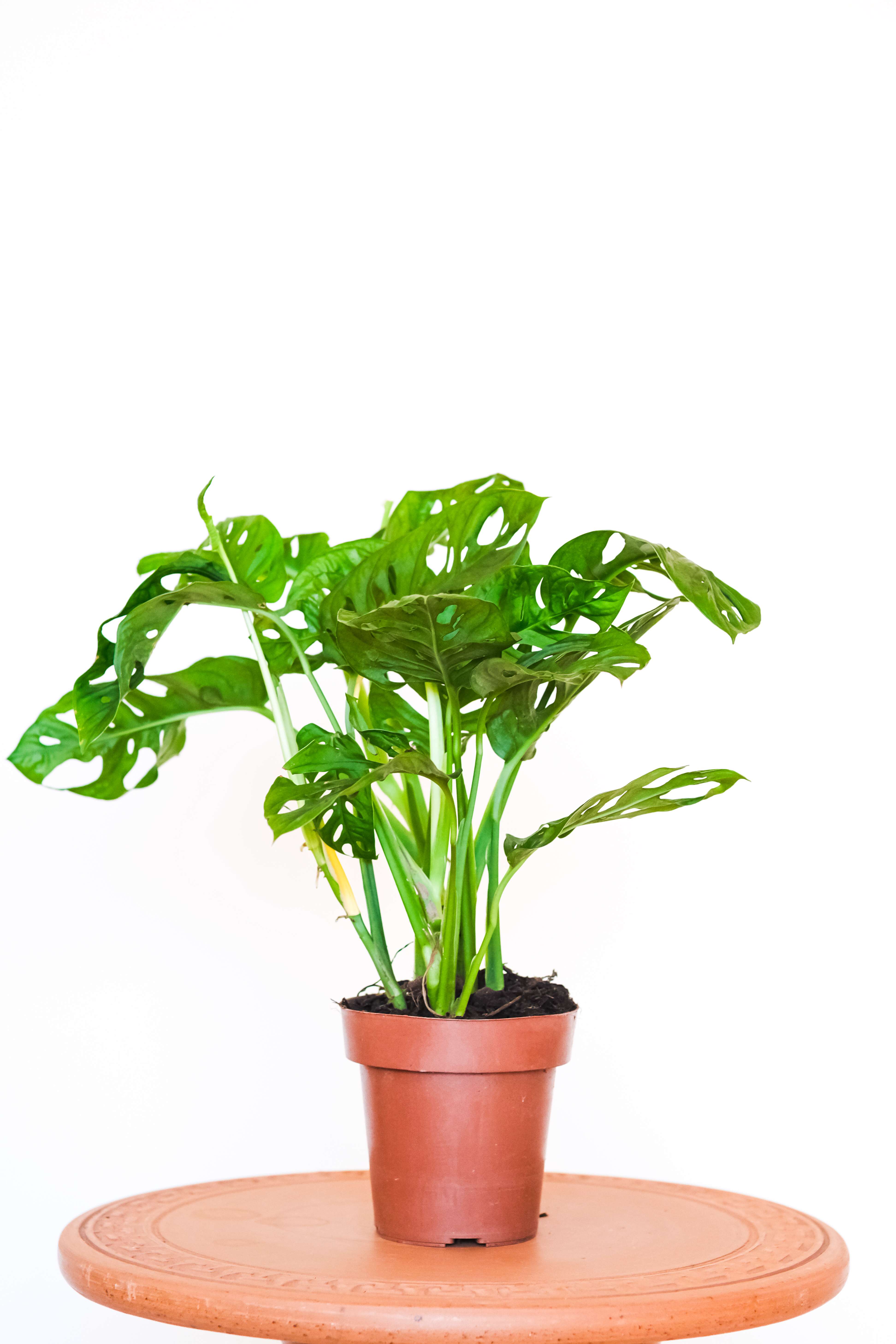 Costela Adansonii Oblíqua