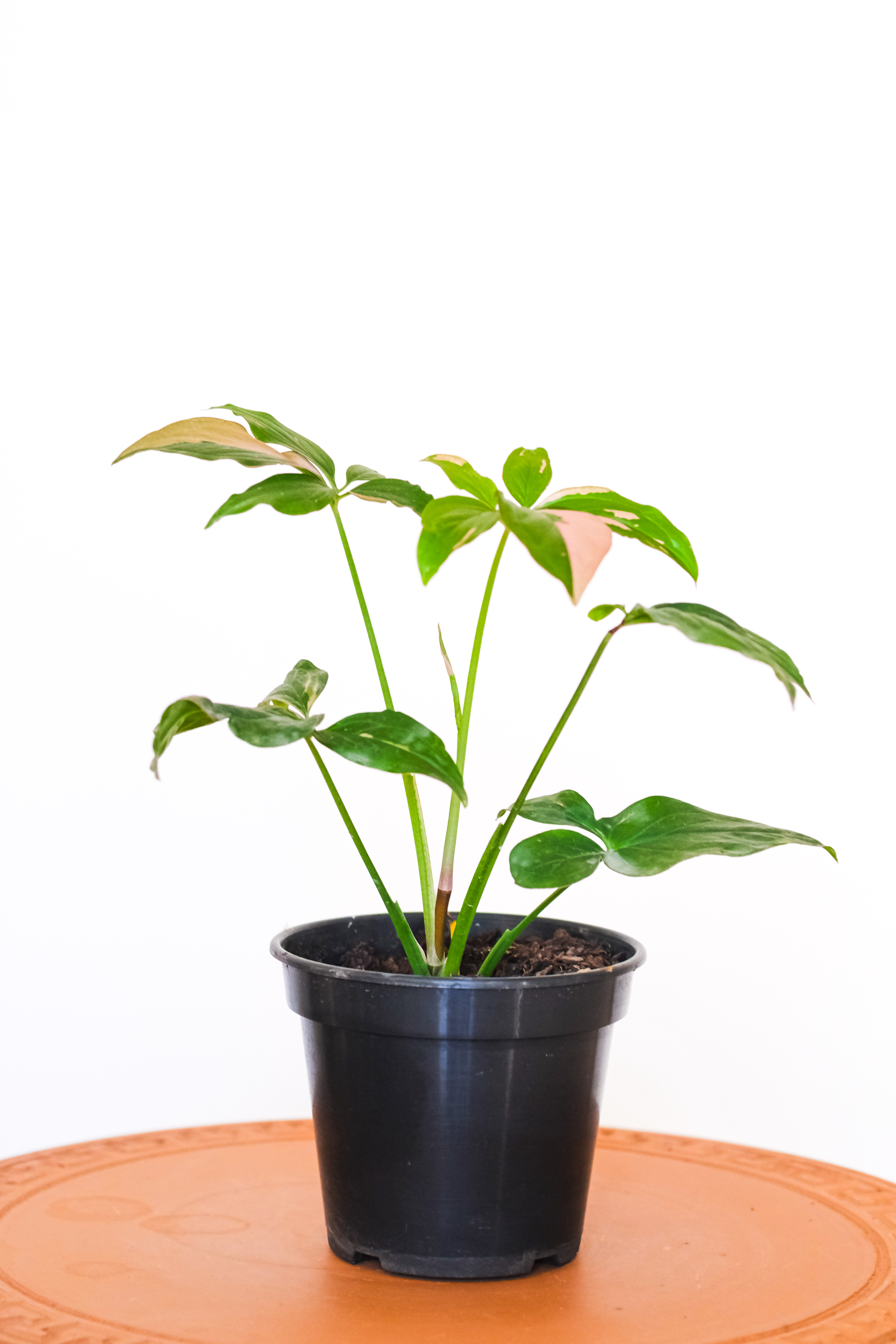 Syngonium Variegata Pink Splash