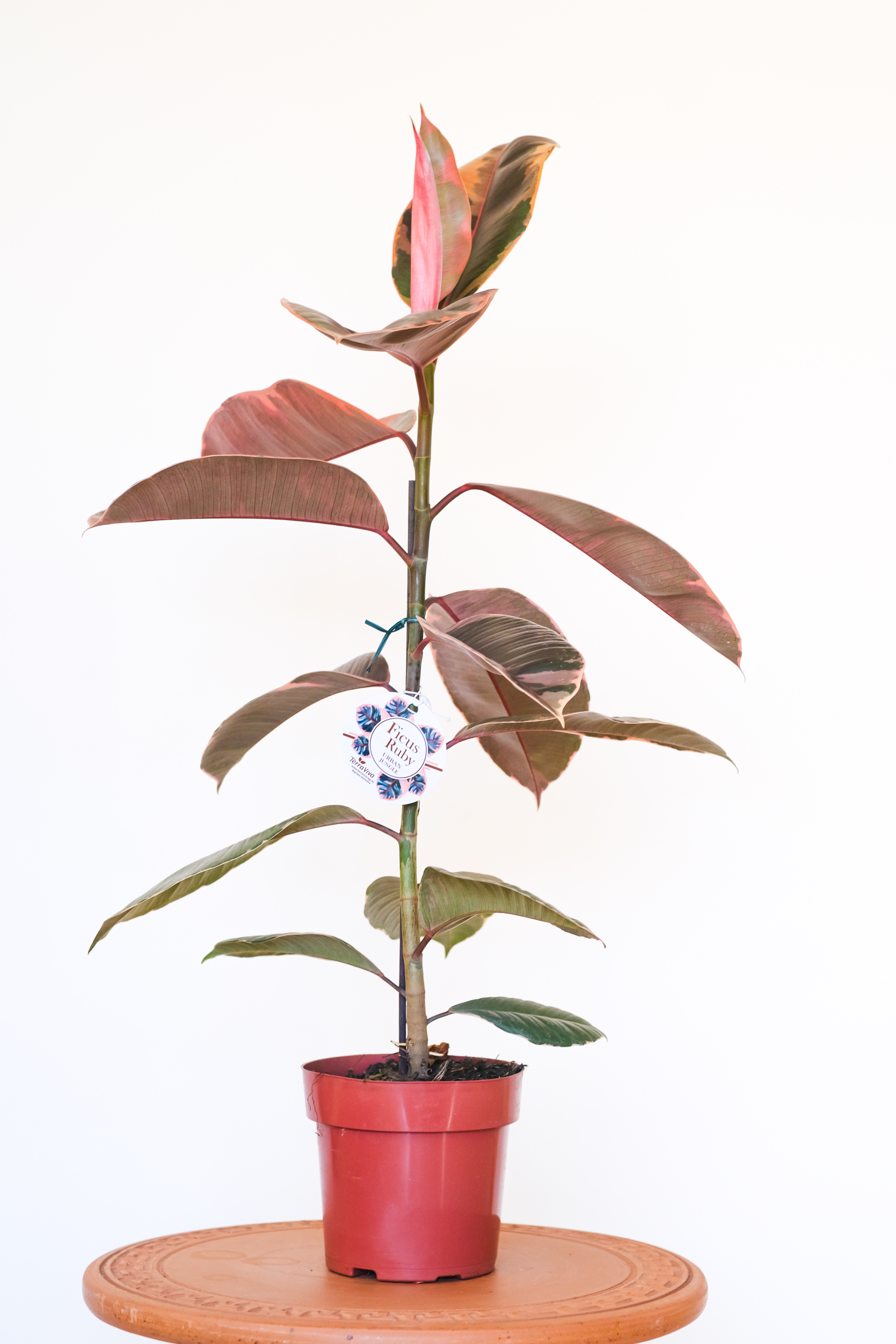 Ficus Ruby